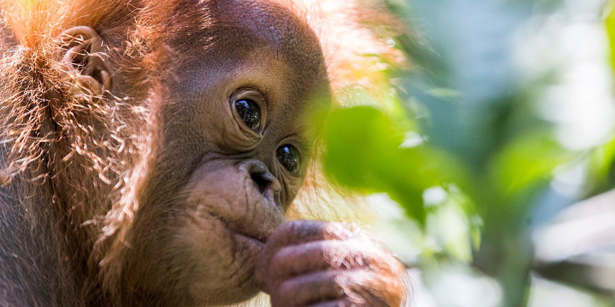 Sumatran tiger looking at you