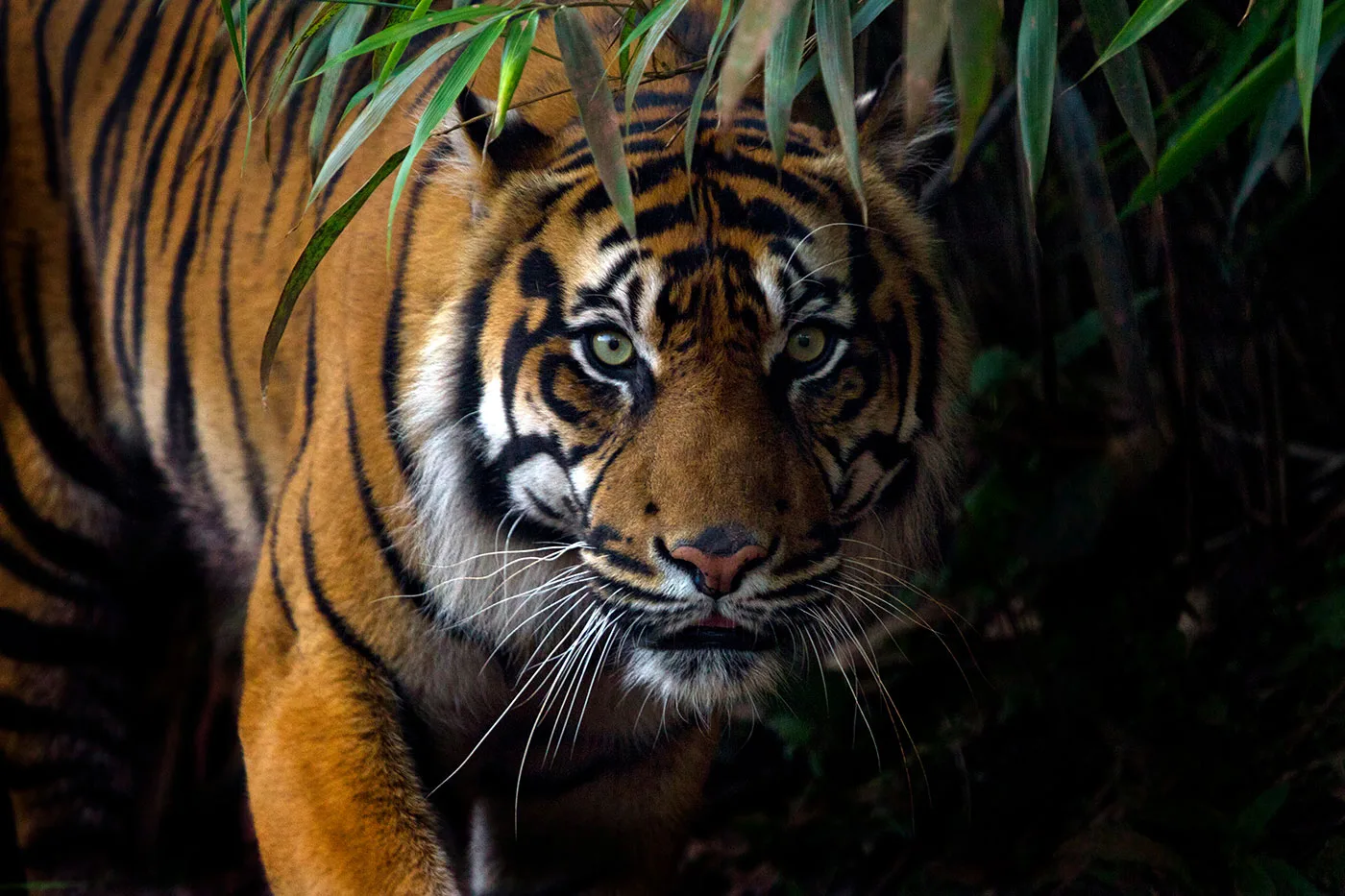 Tiger in the jungle looking at the viewer.