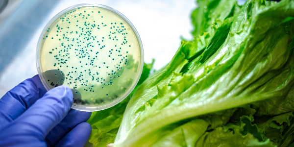 Petri dish showing bacterial colonies held over fresh lettuce leaves.