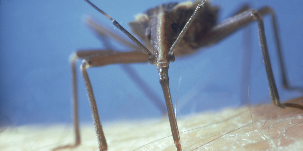 Close-up of a kissing bug biting human skin.