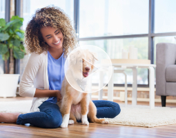Person sitting on the floor petting a happy dog in a bright living room.