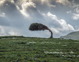 A lone tree bent dramatically by wind on an open green hillside under a stormy sky.
