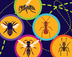What's Buzzing? How to Identify Insect Sting Allergies infographic