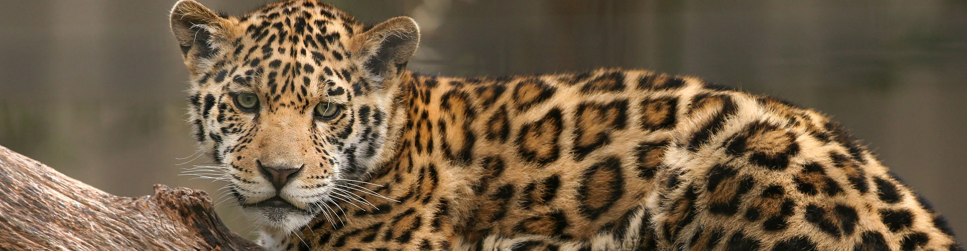 Jaguar cub on a tree - Amazon sacred headwaters