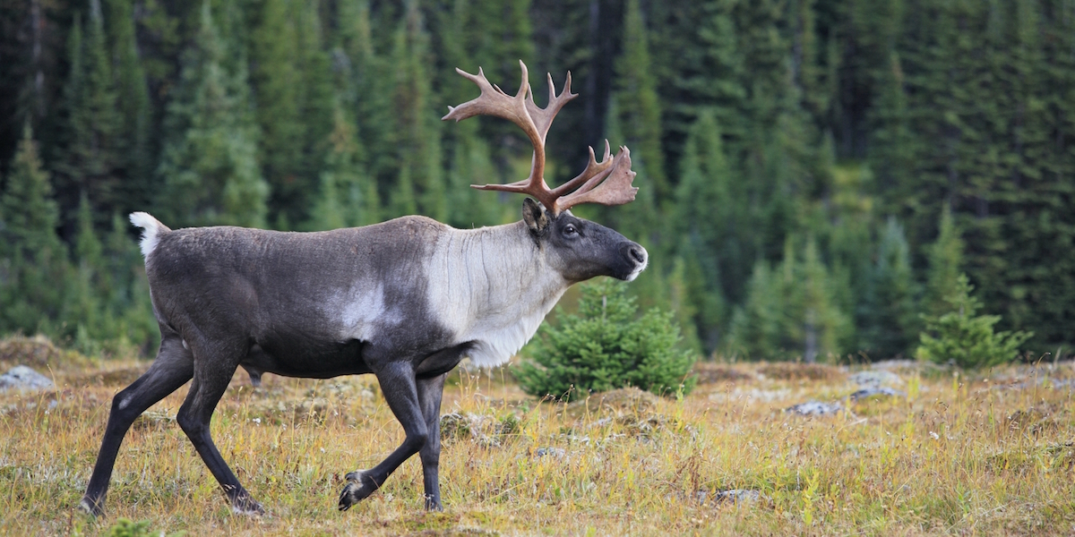 A Caribou