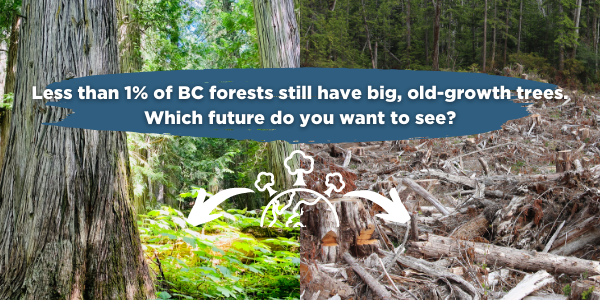 Less than 1% of BC forests have old growth left standing