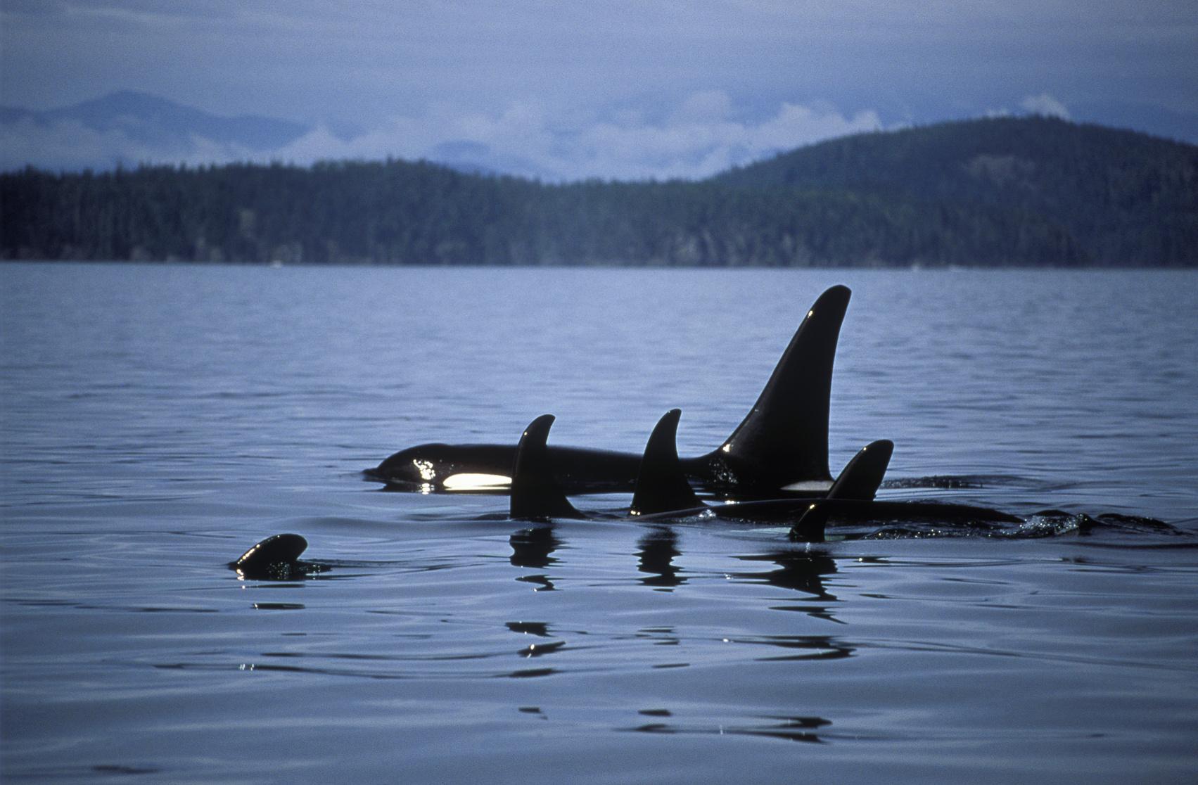 Pod of Orcas