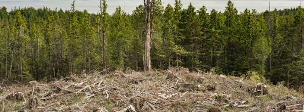 Stand in solidarity with the Nuchatlaht Nation