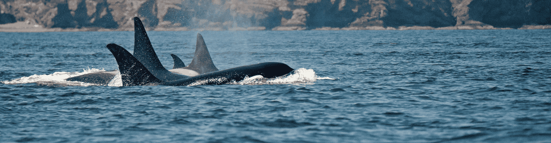 orca pod
