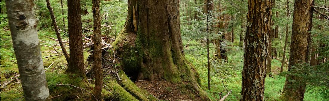 Old growth cutblock near Tsitika Mountain, photo credit Joshua Wright