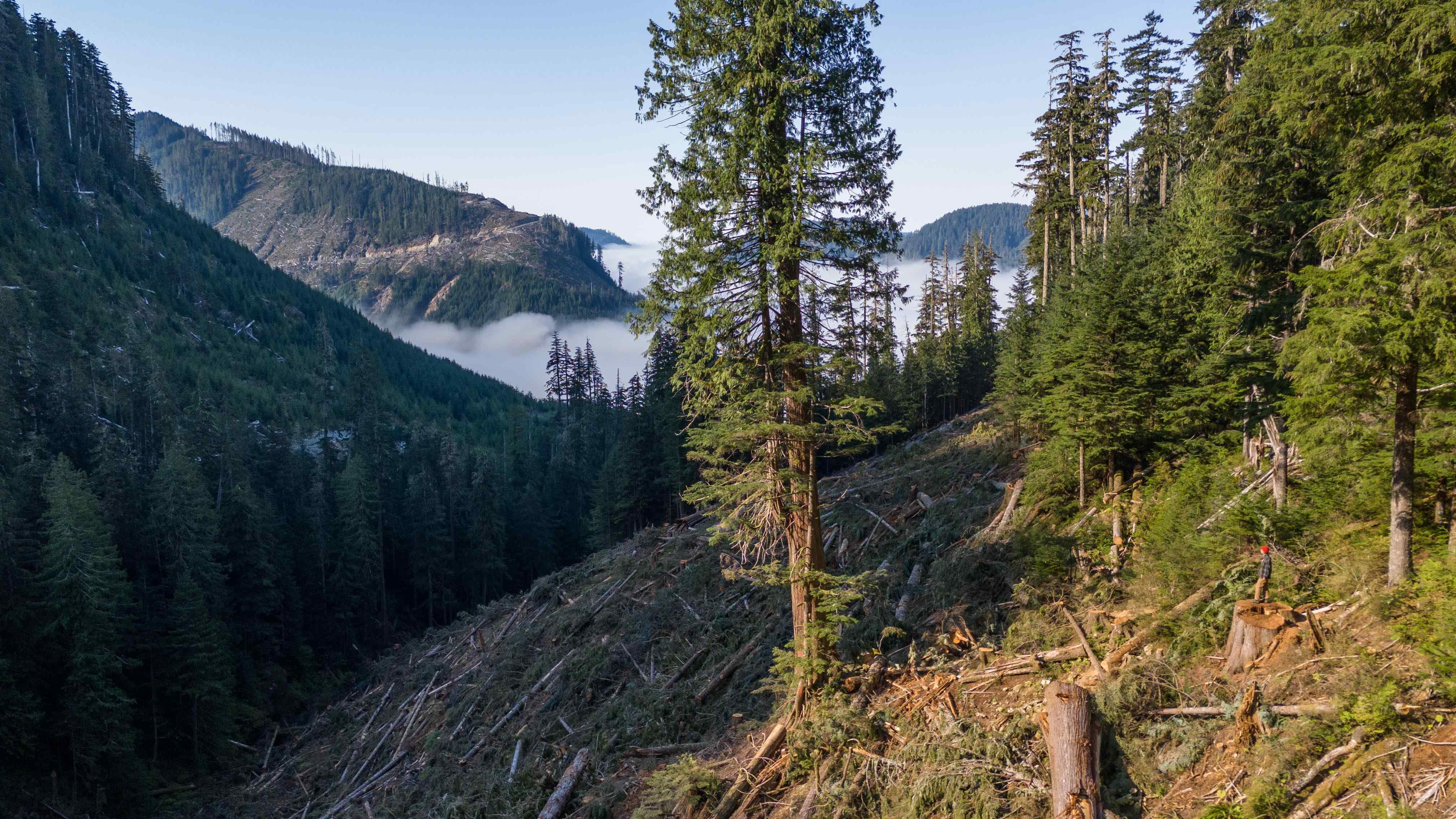 Walbran Valley 