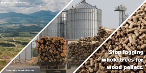 Wood pellets are not clean energy