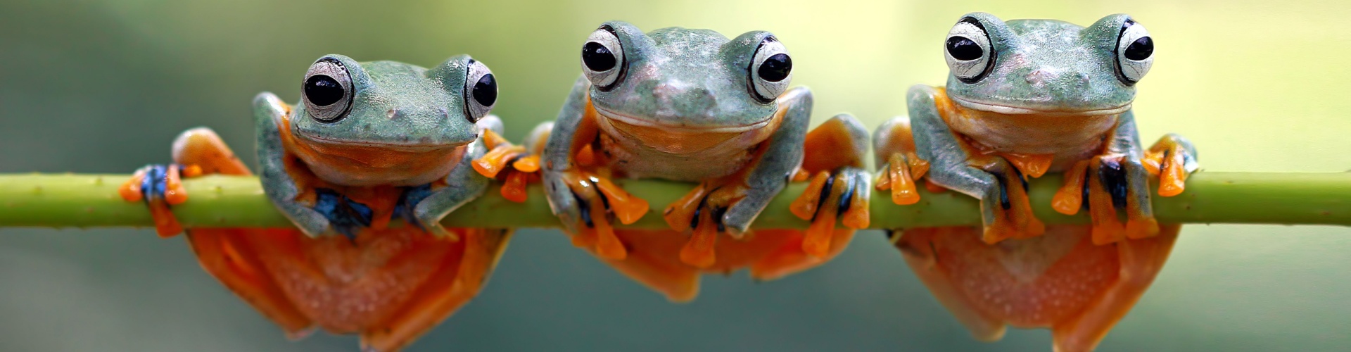 three frogs sitting on a branch