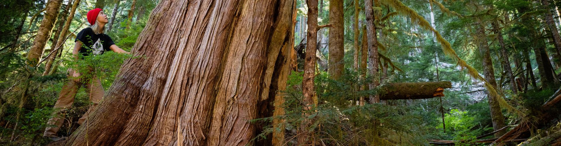Photo of person with old growth tree