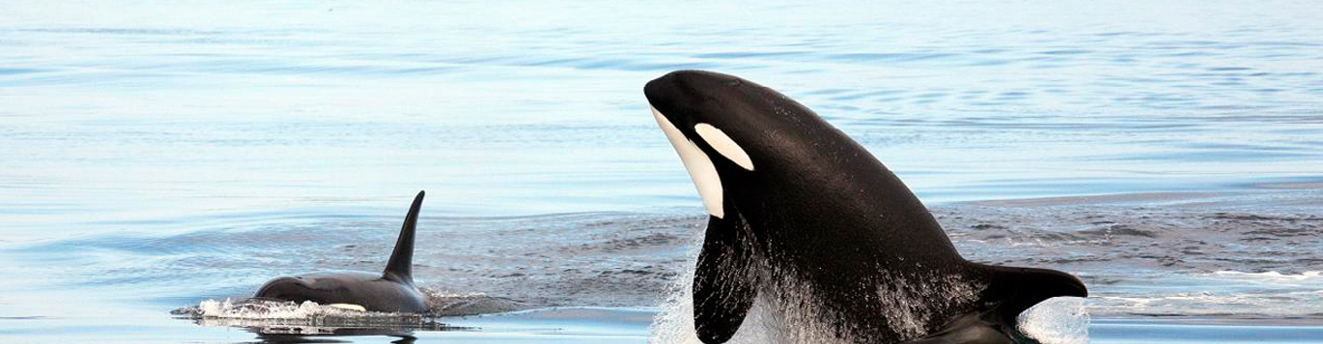 Protect endangered orca whales from pipelines and oil tankers