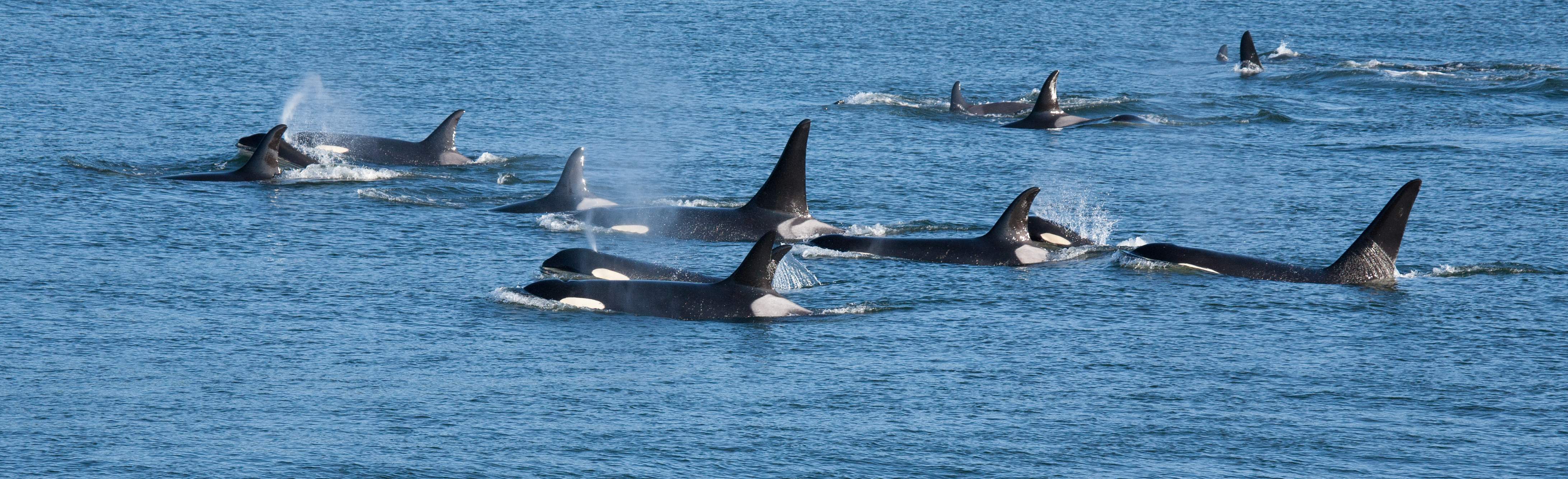 Send a message to protect orcas