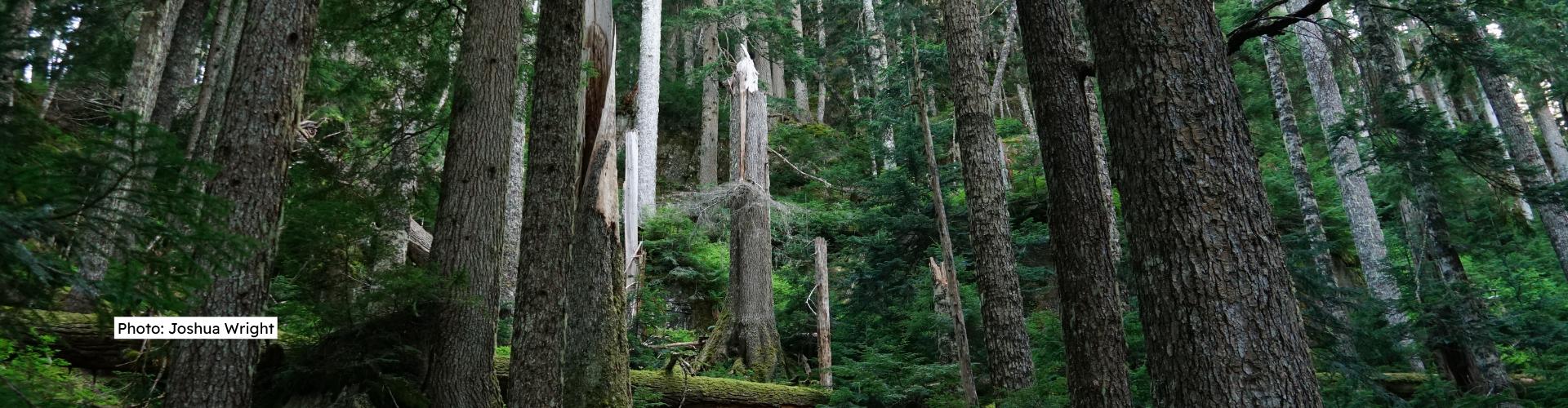 photograph of tree stands