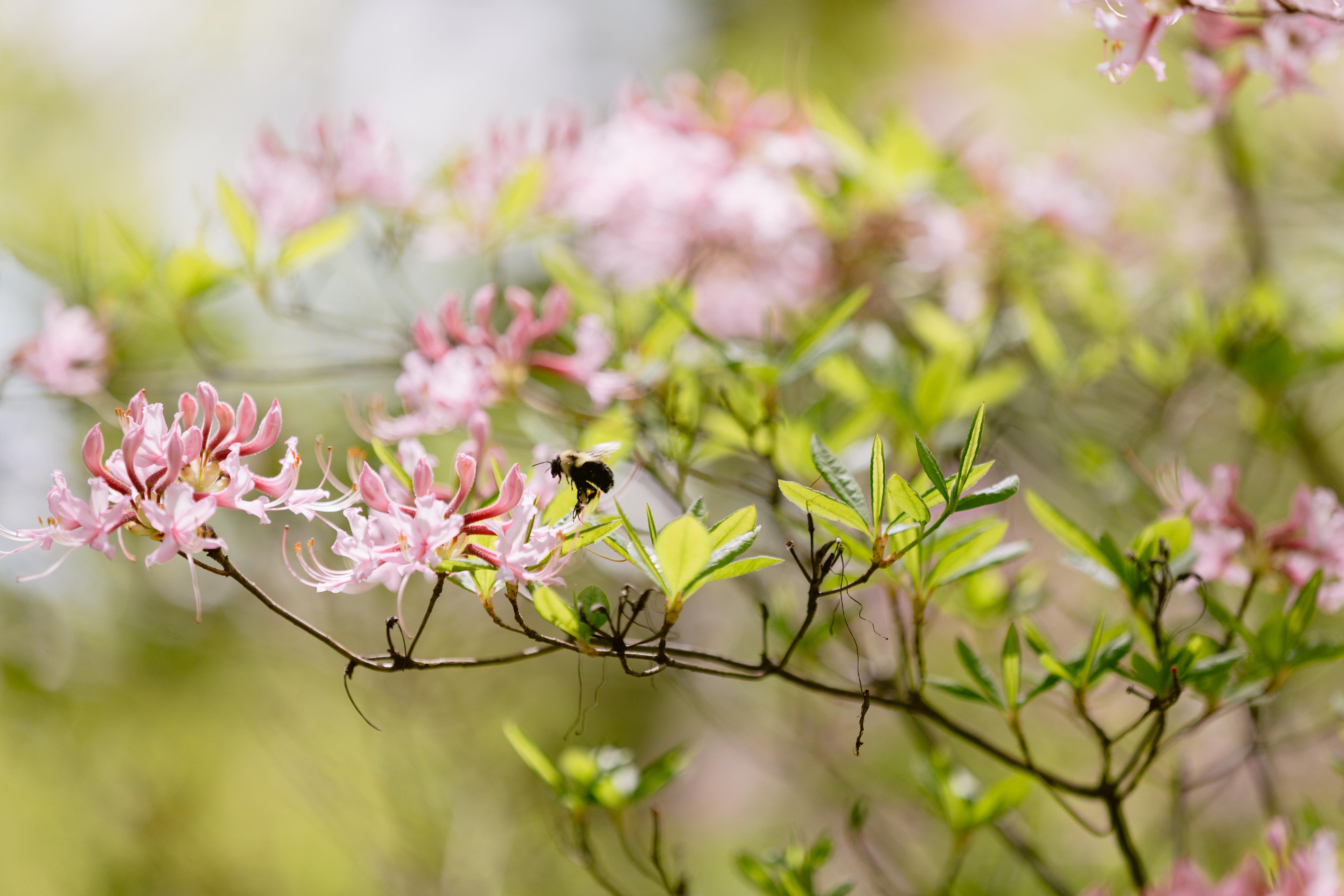 Spring into a new adventure at the Mt. Cuba Center 🌸