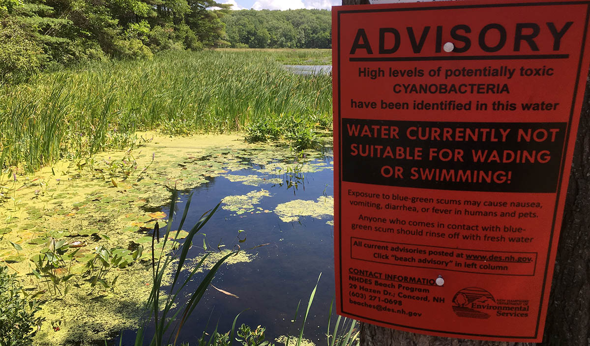 Algae on the water's surface with a "Not suitable for swimming" sign posted next to the water.