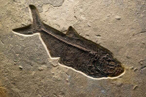 Fish fossil