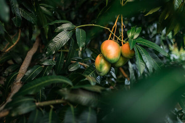 Mangos growing on a tree