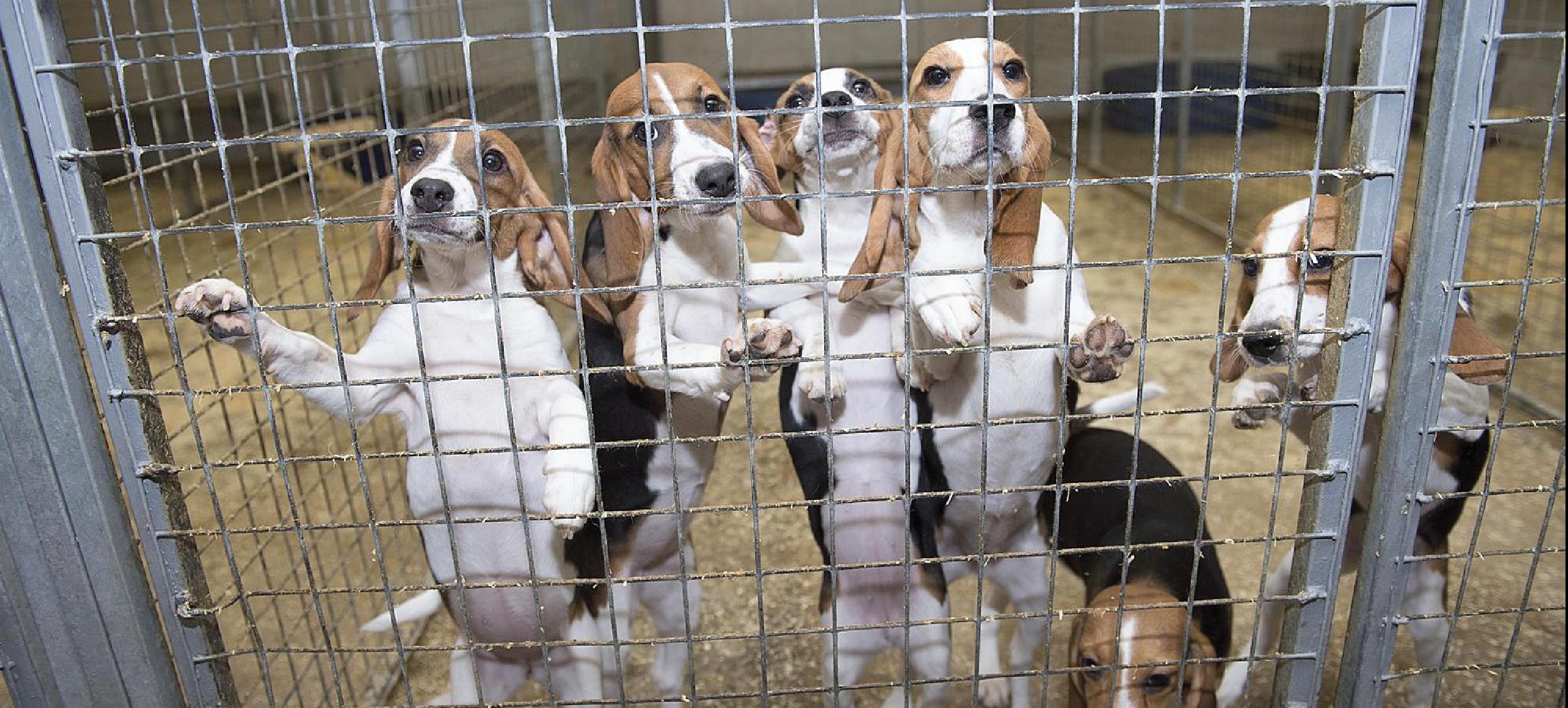 Photo of lab puppies