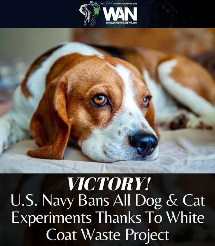 Victory Headline