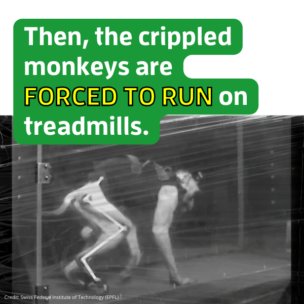 Tether them to treadmills