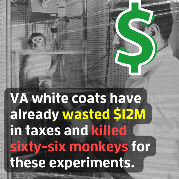 VA has already killed 66 primates