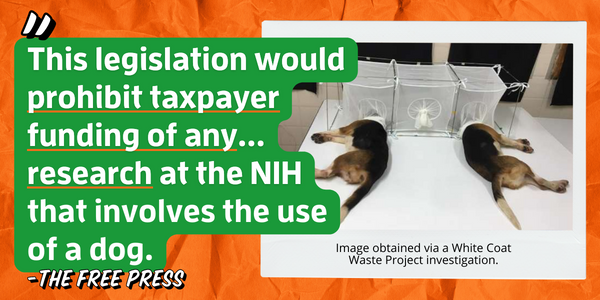 The Free Press: This legislation would prohibit taxpayer funding of any... research at the NIH that involves the use of a dog