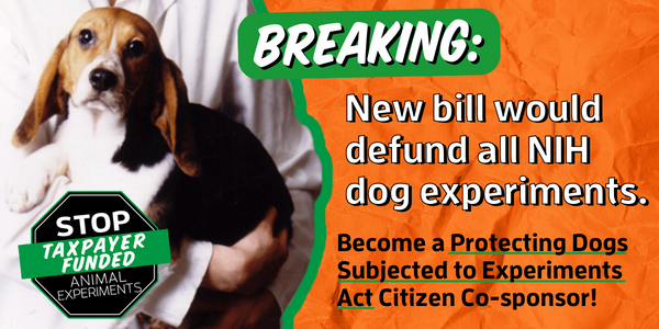 New bill will defund all NIH dog experiments