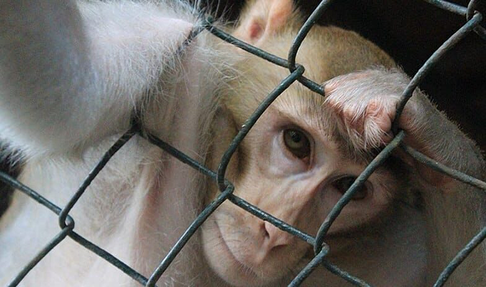 Image of Monkey in Cage