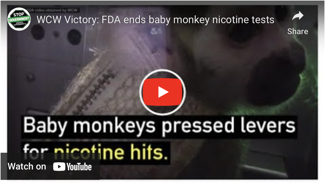 Video footage of FDA's baby monkey nicotine lab