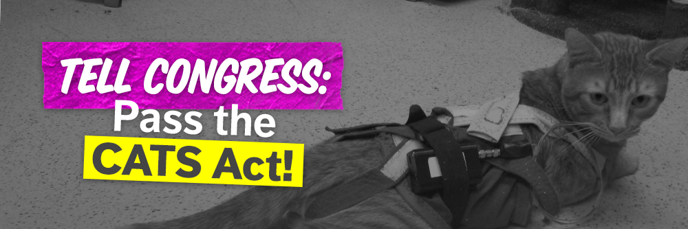 Tell Congress: Pass the Cats Act!