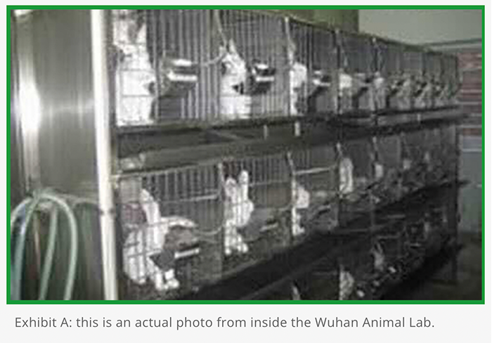 Bunnies in cramped cages