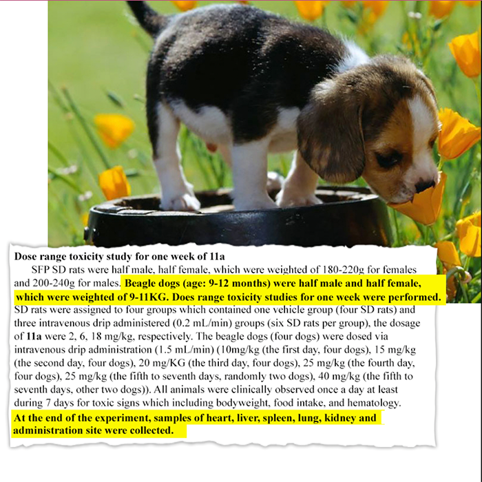 beagle puppy smelling a flower