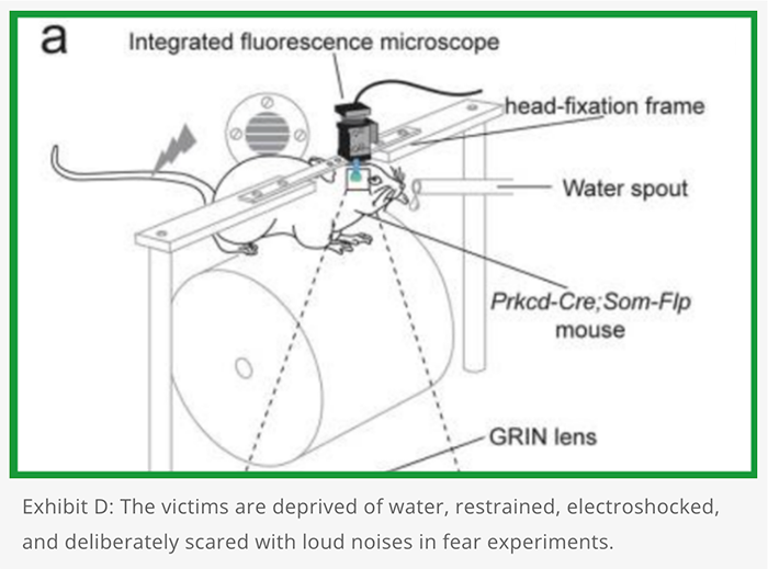 image showing how they restrained the mammals