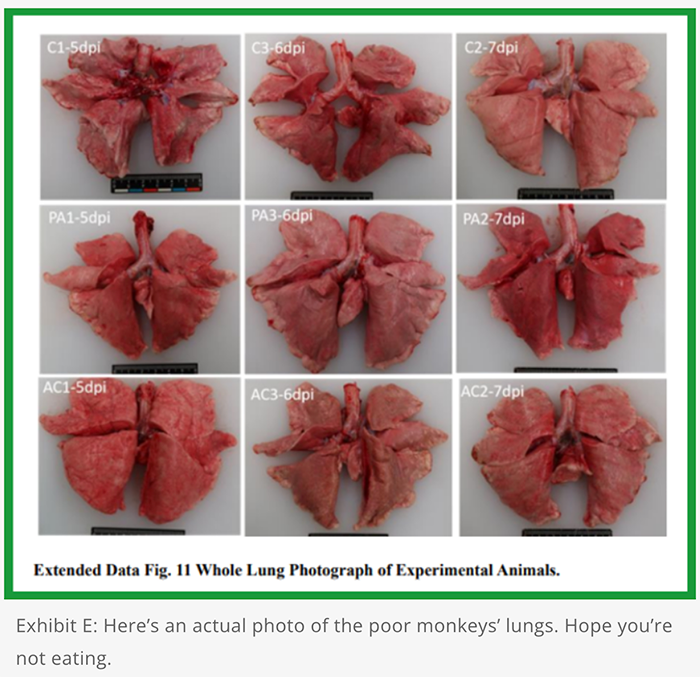 differnt photos of animals lungs spread out on a table