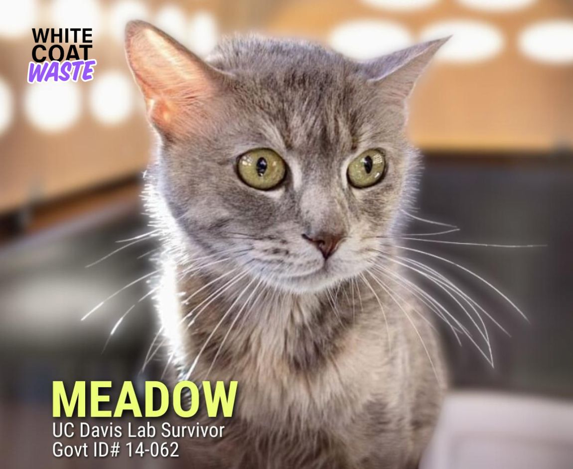 Meadow, UC Davis Rescue