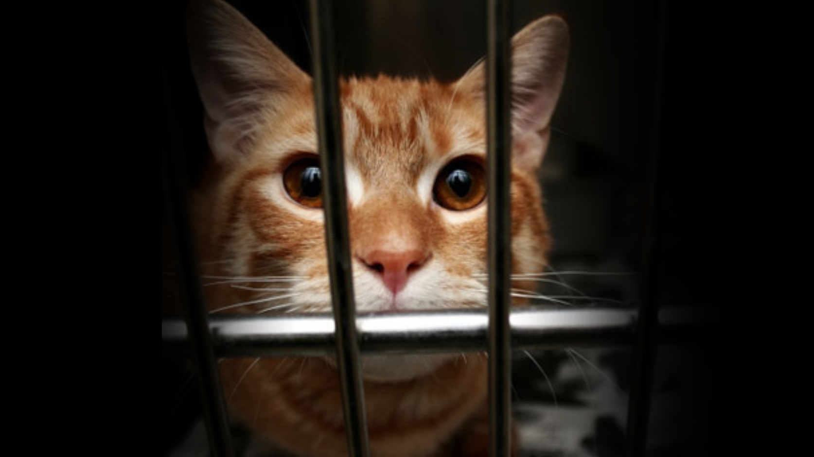 Photo of a kitten in a cage