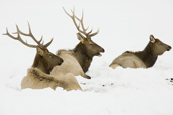 Elk in the Snow © Janie Coulter