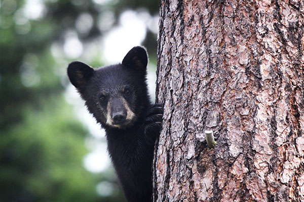 Curious Black Bear Cub © Leesa White