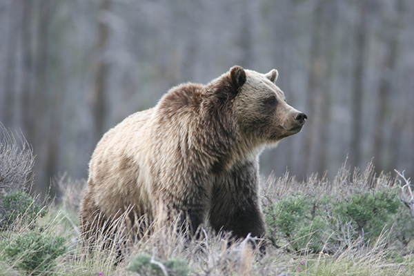 Grizzly Bear in the Grass © Tammy Shelton