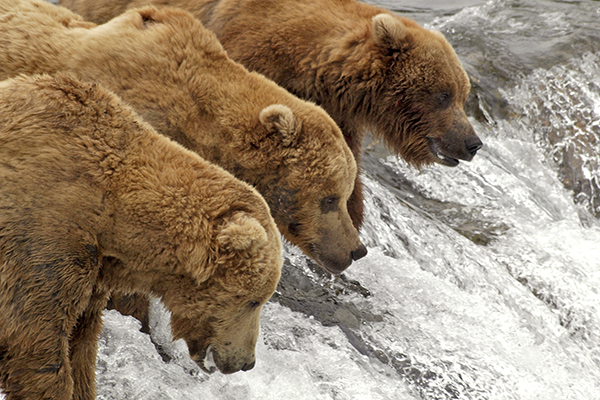 Fishing Brown Bears © Peggy Bechtell