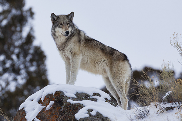 Regal Gray Wolf Overlooking area on snowy rock © Larry Gambon