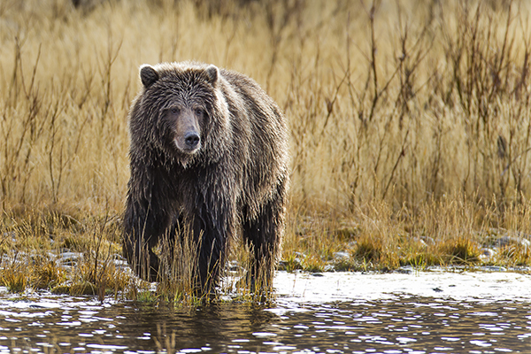 Grizzly Bear On Icy River Bank © Steven Williams