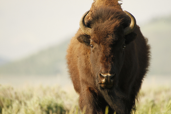 Bison in the Grass - Grand Teton National Park © Kate Garibaldi