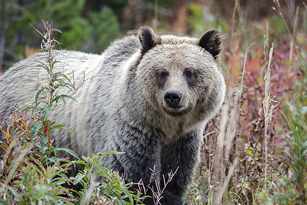 Autumn Grizzly Bear © Cathy Hummel