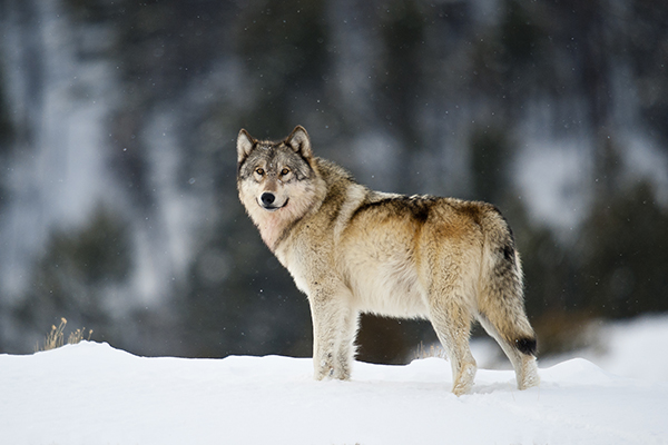 Gray Wolf in the Snow © Sam Parks