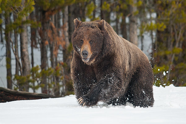 Grizzly Bear - Sam Parks